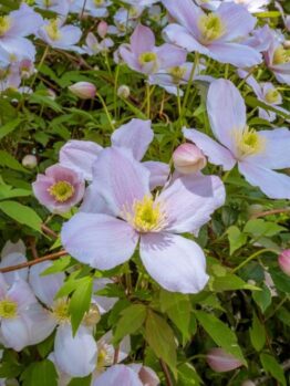Light pink Clematis 'Apple Blossom' flowers with yellow centres bloom among green leaves, adding delicate beauty to your garden. Available in an 8" pot.