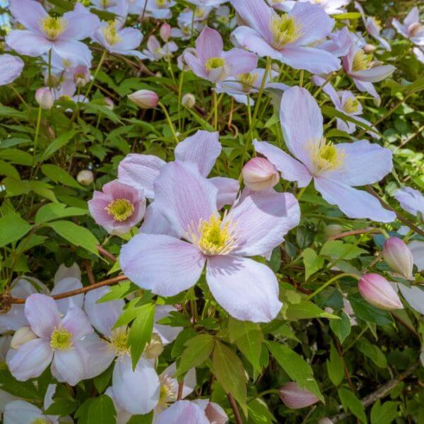 Light pink Clematis 'Apple Blossom' flowers with yellow centres bloom among green leaves, adding delicate beauty to your garden. Available in an 8" pot.