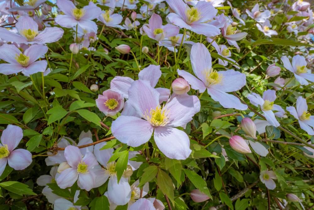 Light pink Clematis 'Apple Blossom' flowers with yellow centres bloom among green leaves, adding delicate beauty to your garden. Available in an 8" pot.