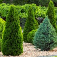Conifers & Pines