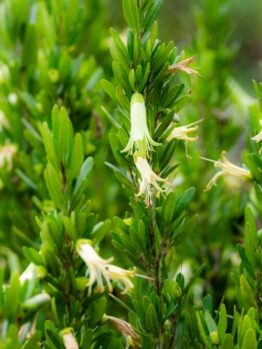 Close-up of dense green foliage with several small, tubular, pale yellow flowers growing among the leaves.