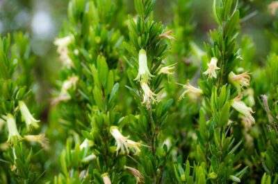 Close-up of dense green foliage with several small, tubular, pale yellow flowers growing among the leaves.