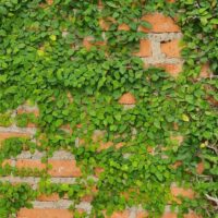 Green vines growing across an orange brick wall, partially covering the surface with dense clusters of leaves.