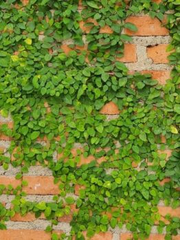 Green vines growing across an orange brick wall, partially covering the surface with dense clusters of leaves.