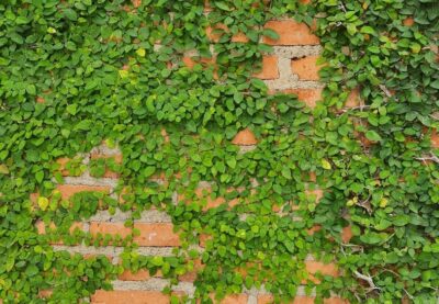 Green vines growing across an orange brick wall, partially covering the surface with dense clusters of leaves.