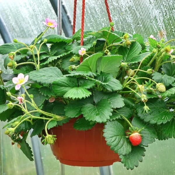 A hanging pot of strawberry plants with green leaves, white flowers, and ripening strawberries is suspended inside a glasshouse.