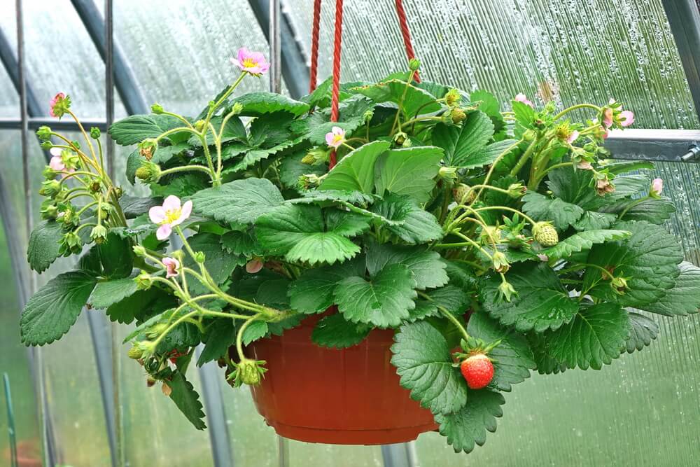 A hanging pot of strawberry plants with green leaves, white flowers, and ripening strawberries is suspended inside a glasshouse.