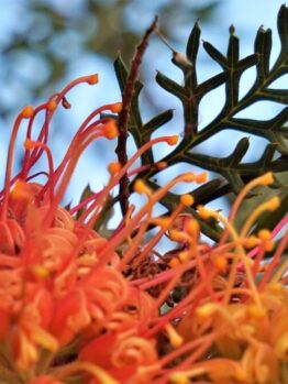 Close-up of bright orange and yellow grevillea flowers with green, fern-like leaves against a blue sky background.