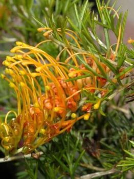 Close-up of Grevillea tenuiloba 'Amber' Grafted Standard in a 12" pot, featuring spiky green foliage and elongated yellow-orange, curved flowers.