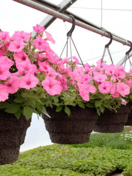 Hanging Baskets