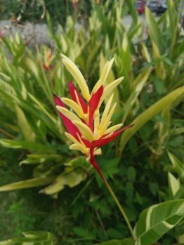 A close-up of a Heliconia 'Lady Di' in an 8" pot, featuring its vibrant yellow and red bracts surrounded by lush green leaves and foliage.