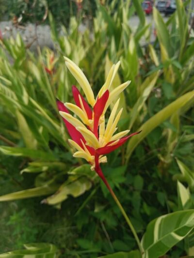 A close-up of a Heliconia 'Lady Di' in an 8" pot, featuring its vibrant yellow and red bracts surrounded by lush green leaves and foliage.