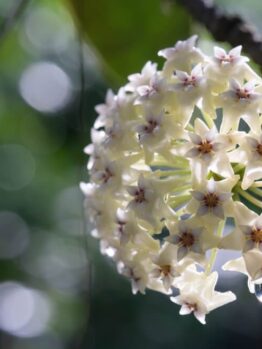 Cluster of star-shaped white flowers with pink centres, some petals holding water droplets, set against a blurred green and white background.