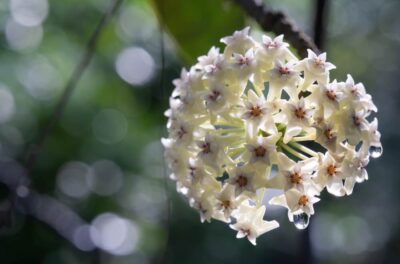 Cluster of star-shaped white flowers with pink centres, some petals holding water droplets, set against a blurred green and white background.