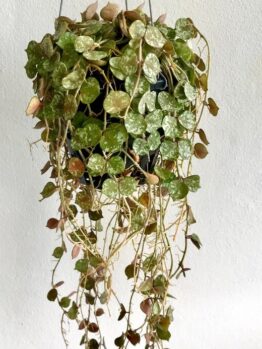 A Hoya curtsii 5" hanging basket with trailing vines of small, round green leaves is displayed against a plain white wall.