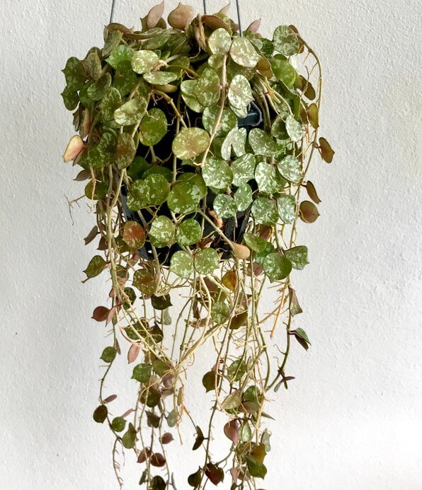 A Hoya curtsii 5" hanging basket with trailing vines of small, round green leaves is displayed against a plain white wall.