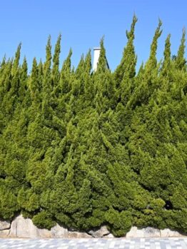 A row of Juniperus 'Kaizuka' Hollywood Juniper 20" Pots forms a dense hedge behind a stone wall, set against a blue sky with tiled pavement in the foreground.