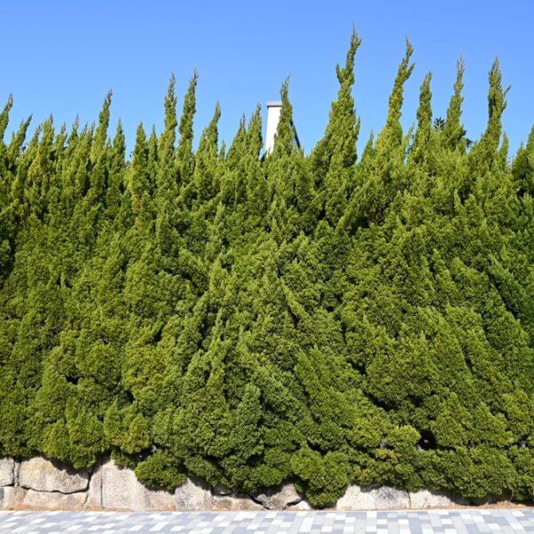 A row of Juniperus 'Kaizuka' Hollywood Juniper 20" Pots forms a dense hedge behind a stone wall, set against a blue sky with tiled pavement in the foreground.
