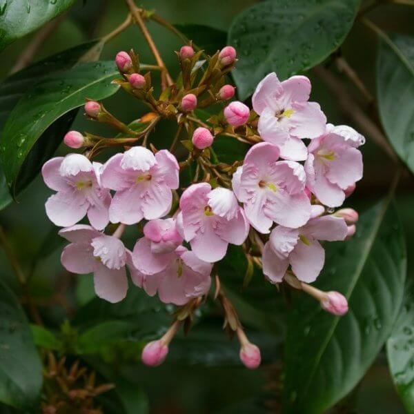 Luculia 'Fragrant Cloud' features clusters of light pink rounded petals with yellow centres and dark green leaves touched by raindrops. Ideal for display in a 20cm pot.