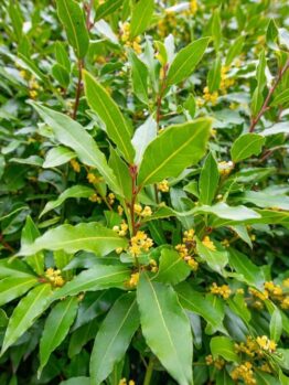 Close-up of bay laurel shrub with glossy green leaves and small yellow flower clusters.