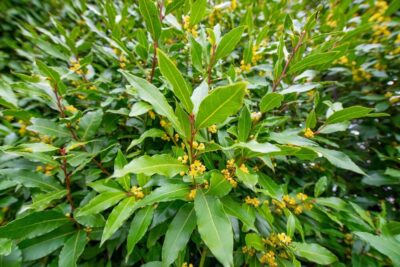 Close-up of bay laurel shrub with glossy green leaves and small yellow flower clusters.