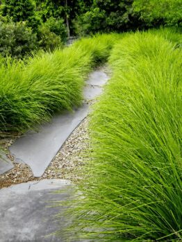 A stone path curves through a garden bordered by dense green grasses, shrubs, and the vibrant blooms of Corymbia 'Baby Scarlet' Flowering Gum 30cm Pot.