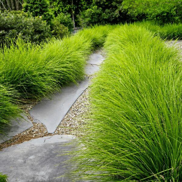 A stone path curves through a garden bordered by dense green grasses, shrubs, and the vibrant blooms of Corymbia 'Baby Scarlet' Flowering Gum 30cm Pot.