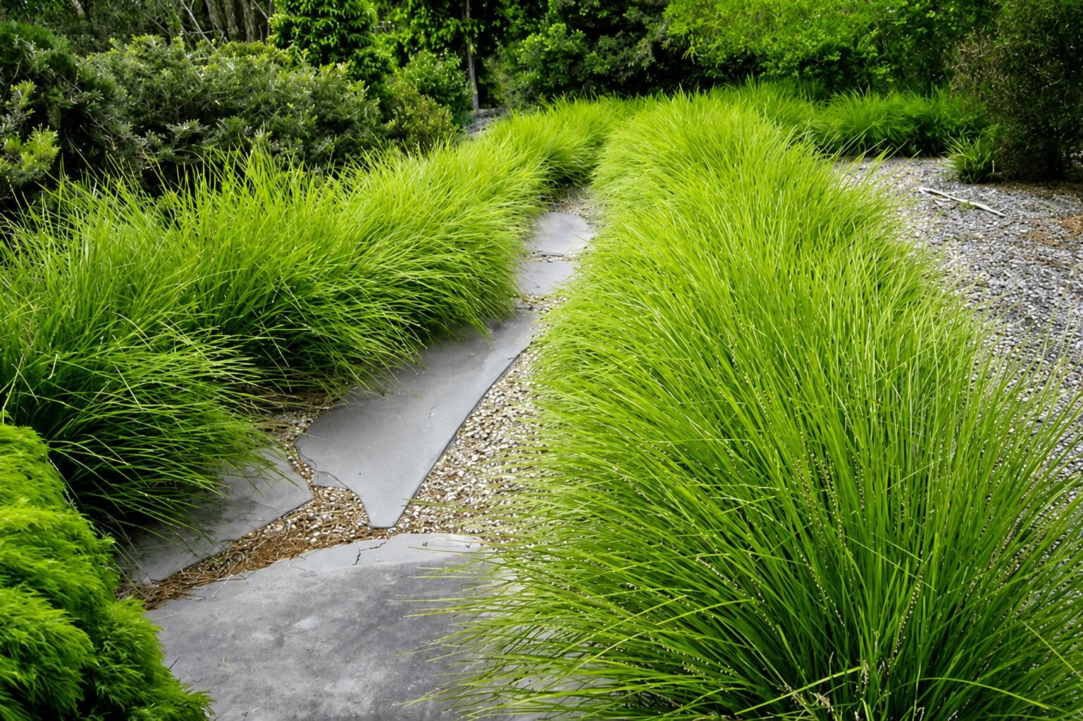 A stone path curves through a garden bordered by dense green grasses, shrubs, and the vibrant blooms of Corymbia 'Baby Scarlet' Flowering Gum 30cm Pot.