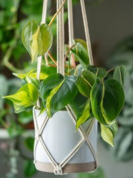 A heartleaf philodendron with variegated green leaves in a white pot, hanging in a macramé plant hanger indoors.