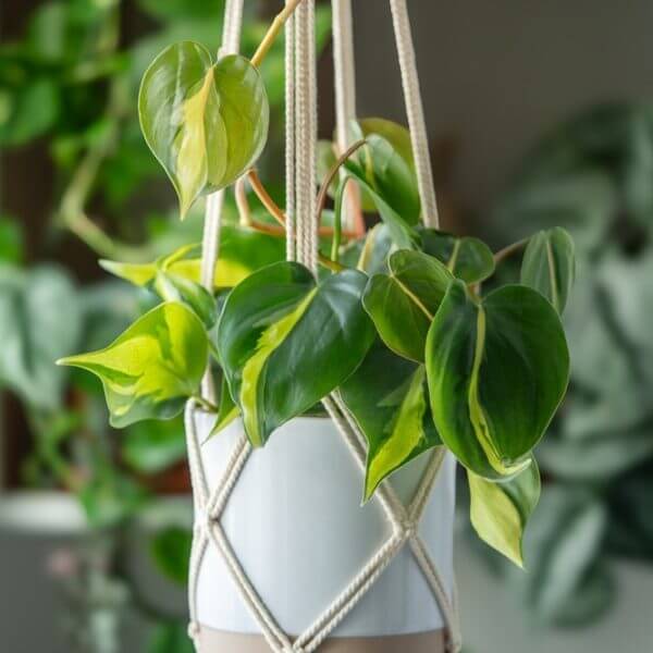 A heartleaf philodendron with variegated green leaves in a white pot, hanging in a macramé plant hanger indoors.