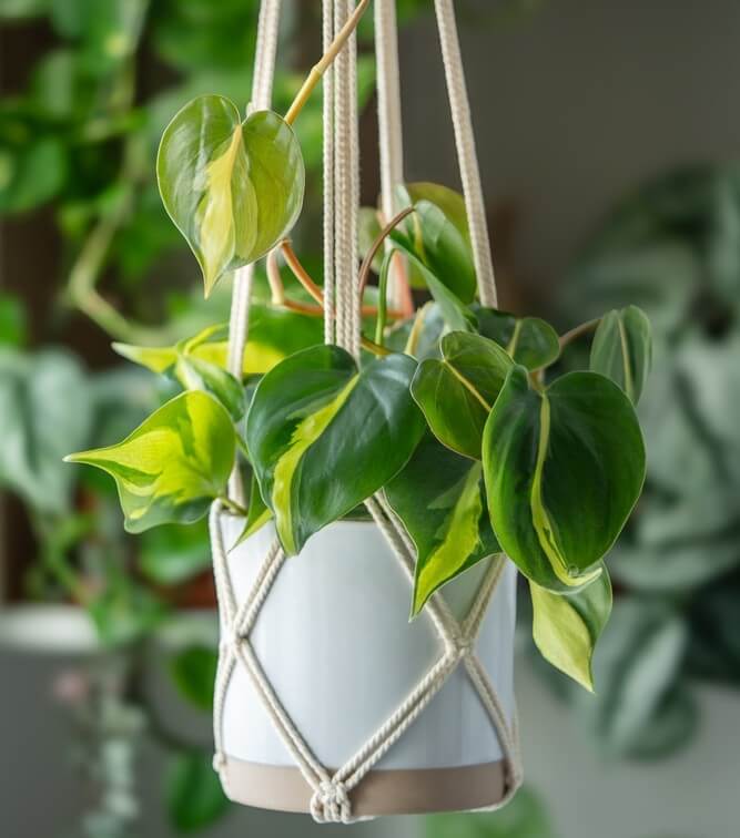 A heartleaf philodendron with variegated green leaves in a white pot, hanging in a macramé plant hanger indoors.