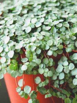 A close-up of a Pilea 'Silver Sprinkles' 5" (Hanging Basket), highlighting its small, round green leaves and delicate red stems in an orange container.