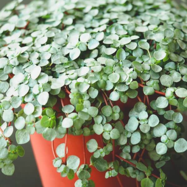 A close-up of a Pilea 'Silver Sprinkles' 5" (Hanging Basket), highlighting its small, round green leaves and delicate red stems in an orange container.