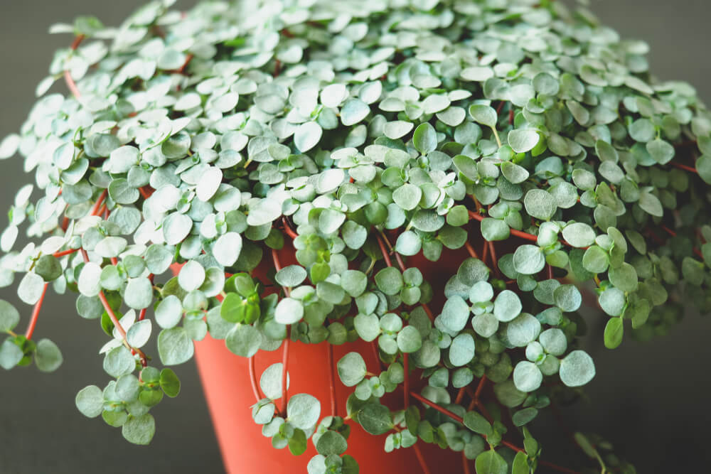 A close-up of a Pilea 'Silver Sprinkles' 5" (Hanging Basket), highlighting its small, round green leaves and delicate red stems in an orange container.