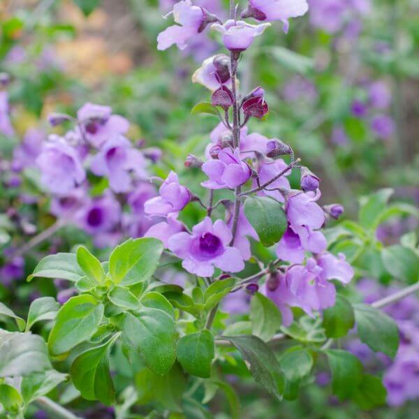 Close-up of a flowering plant with clusters of small, purple flowers and green leaves, set against a blurred garden background.