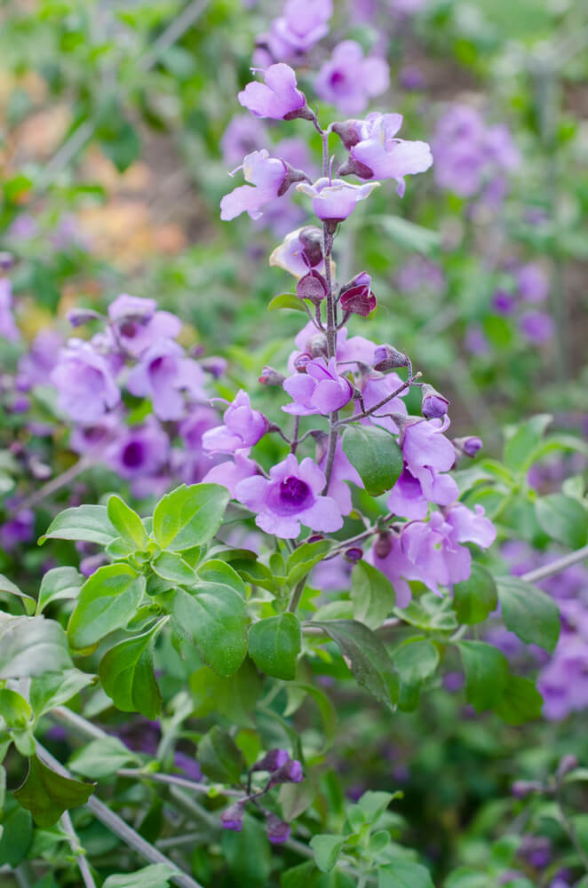 Close-up of a flowering plant with clusters of small, purple flowers and green leaves, set against a blurred garden background.