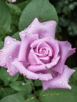 A light purple rose with water droplets on its petals is surrounded by green leaves.