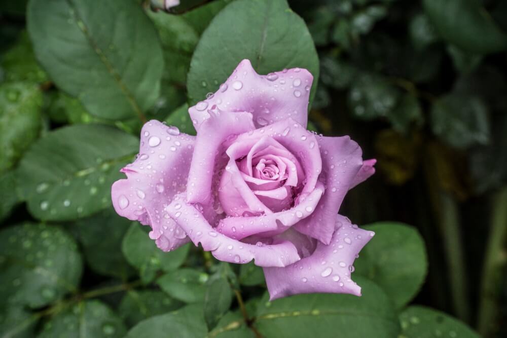 A light purple rose with water droplets on its petals is surrounded by green leaves.