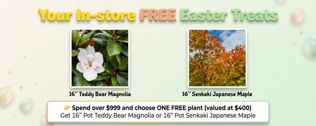 It's Time To Plant! Choose a white-flowered 16" Teddy Bear Magnolia or a 16" pot Senkaki Japanese Maple with orange leaves, free with in-store purchases over £999.