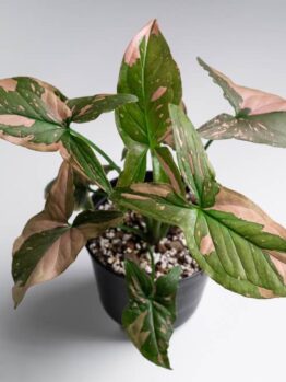 A potted plant with green and pink variegated leaves, set against a plain white background.