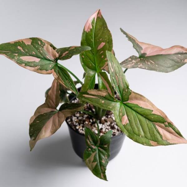 A potted plant with green and pink variegated leaves, set against a plain white background.