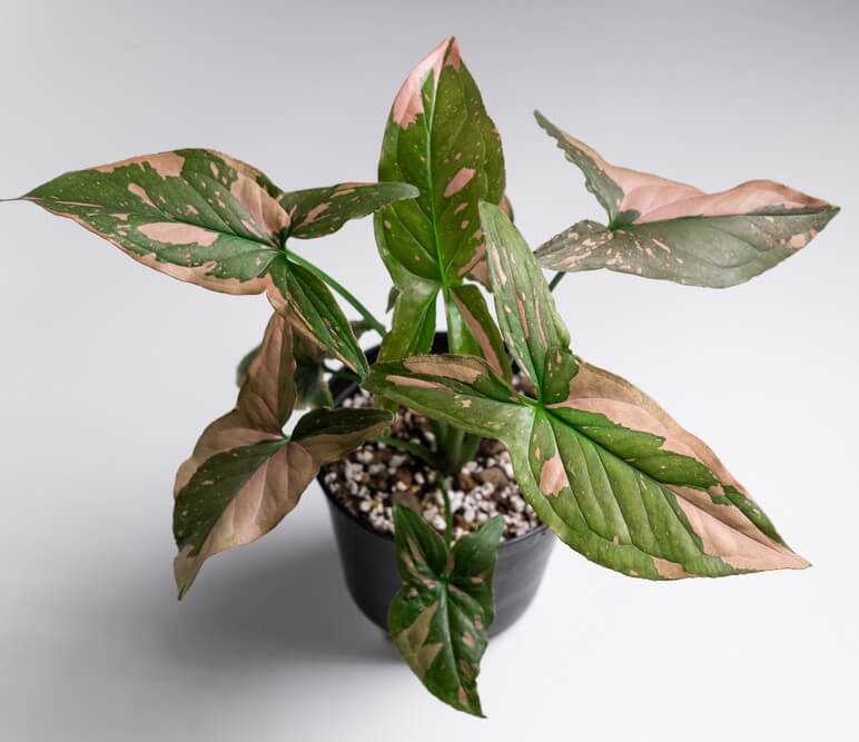 A potted plant with green and pink variegated leaves, set against a plain white background.