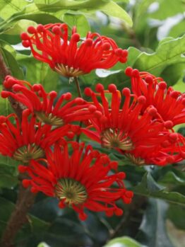 Bright red Australian waratah flowers bloom amid glossy green leaves.