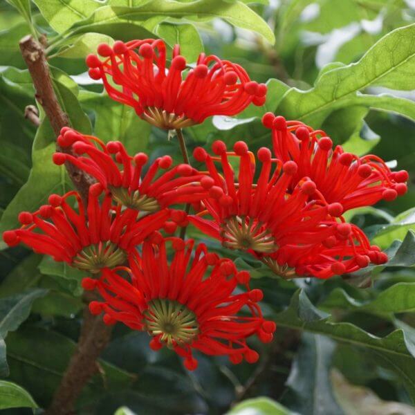 Bright red Australian waratah flowers bloom amid glossy green leaves.