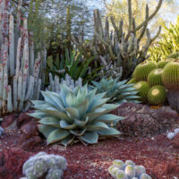 Succulents & Cacti