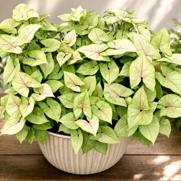 A potted plant with light green, heart-shaped leaves that have subtle pink veins, placed on a wooden surface with blurred greenery in the background.