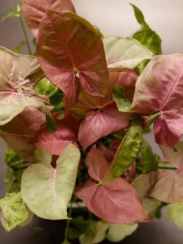 A potted plant with heart-shaped leaves in shades of pink, green, and cream, displayed on a dark surface.