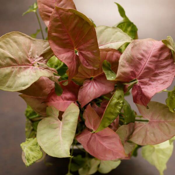 A potted plant with heart-shaped leaves in shades of pink, green, and cream, displayed on a dark surface.