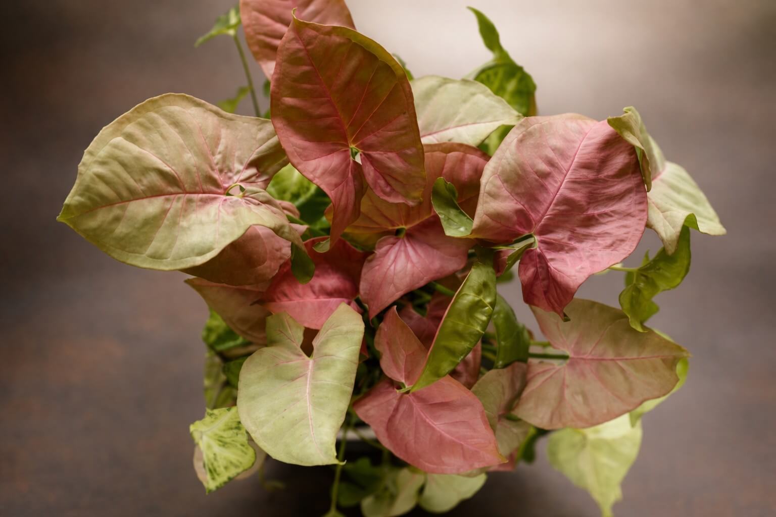 A potted plant with heart-shaped leaves in shades of pink, green, and cream, displayed on a dark surface.