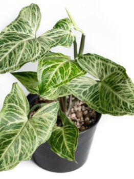 A potted plant with large green leaves featuring prominent white veins, placed in a black pot against a white background.